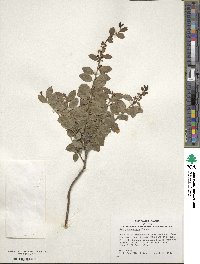 Ilex yunnanensis image