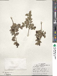 Ilex yunnanensis image