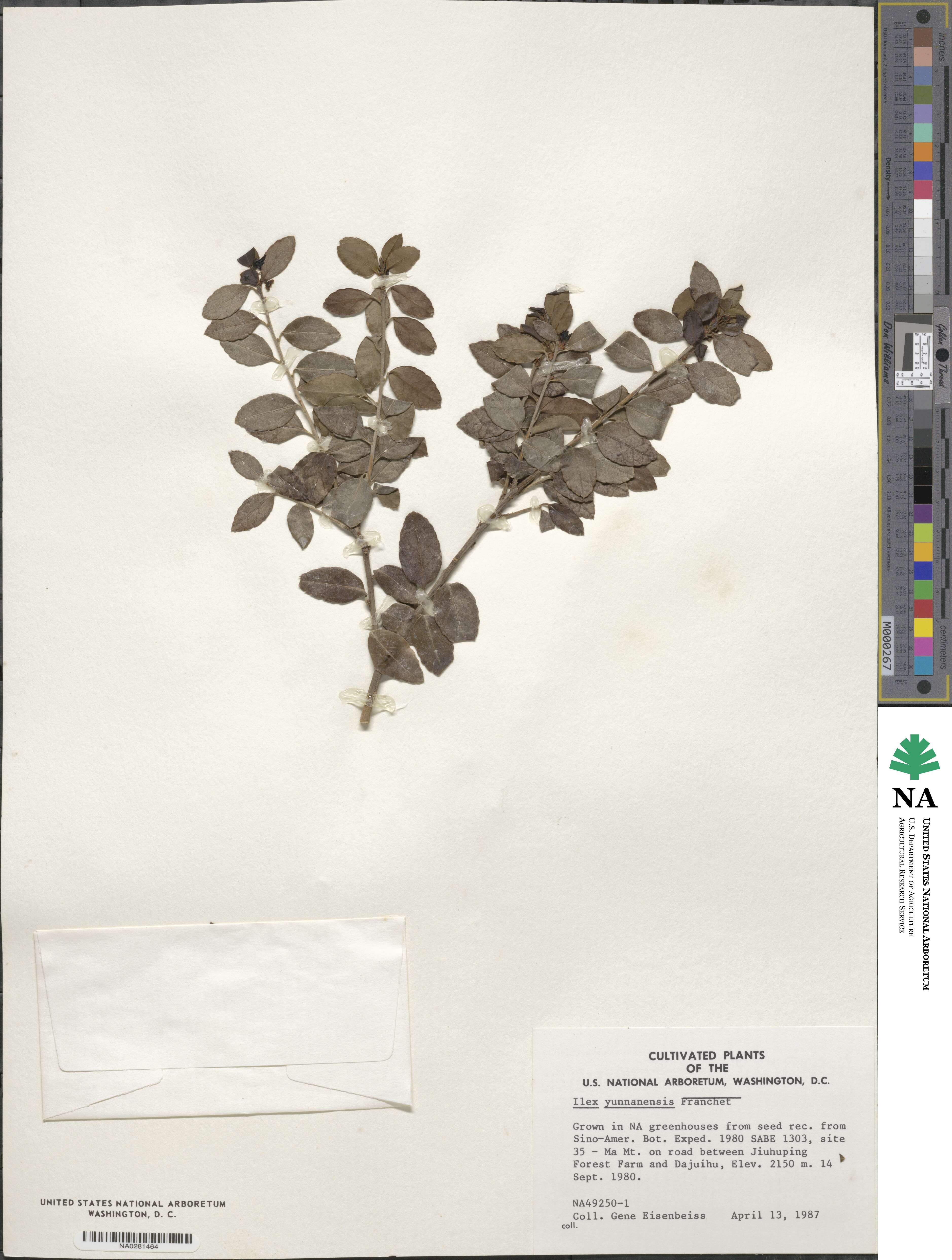 Ilex yunnanensis image