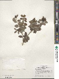 Ilex yunnanensis image