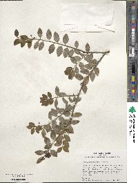 Ilex yunnanensis image