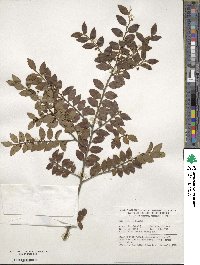 Ilex yunnanensis image