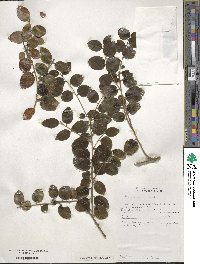 Ilex yunnanensis image