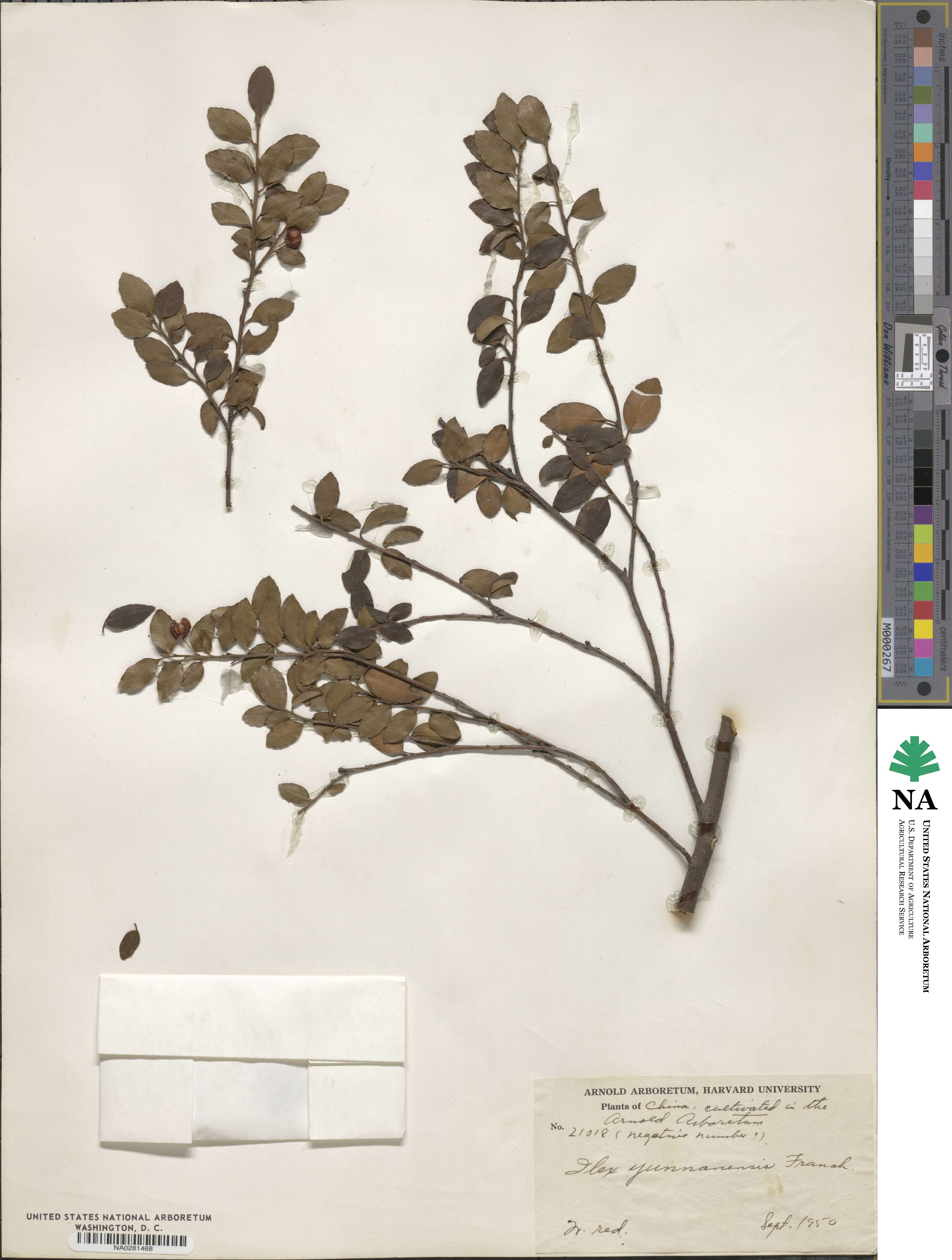 Ilex yunnanensis image