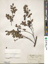 Ilex yunnanensis image