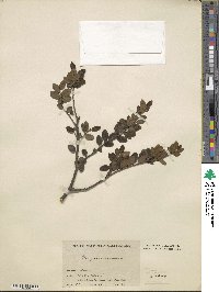 Ilex yunnanensis image