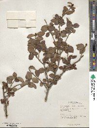 Ilex yunnanensis image