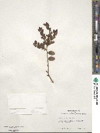 Ilex yunnanensis image