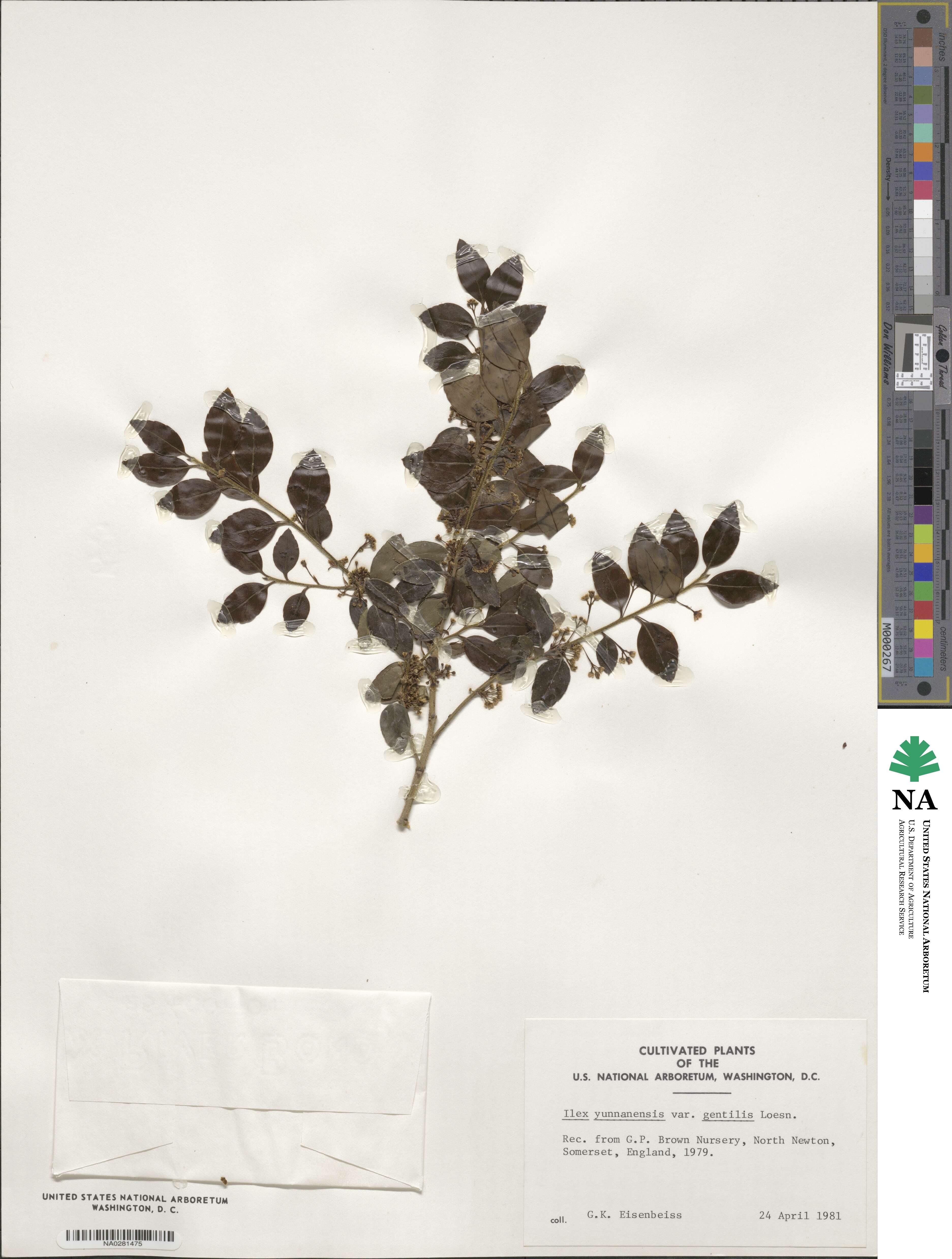 Ilex yunnanensis image