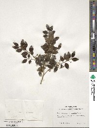 Ilex yunnanensis image