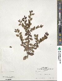 Ilex yunnanensis var. gentilis image