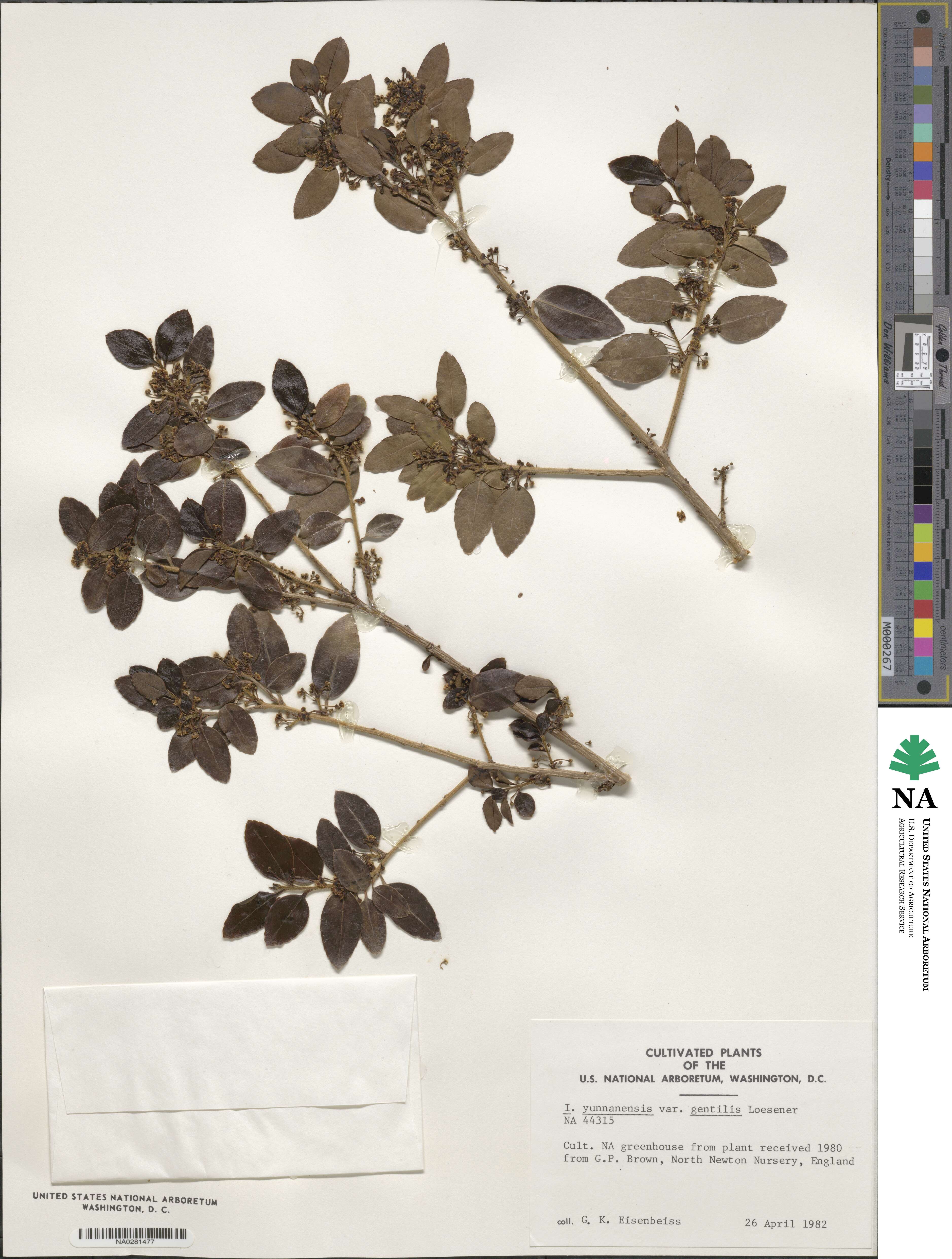 Ilex yunnanensis image