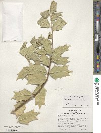 Ilex zhejiangensis image