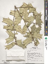 Ilex zhejiangensis image