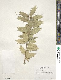 Ilex zhejiangensis image