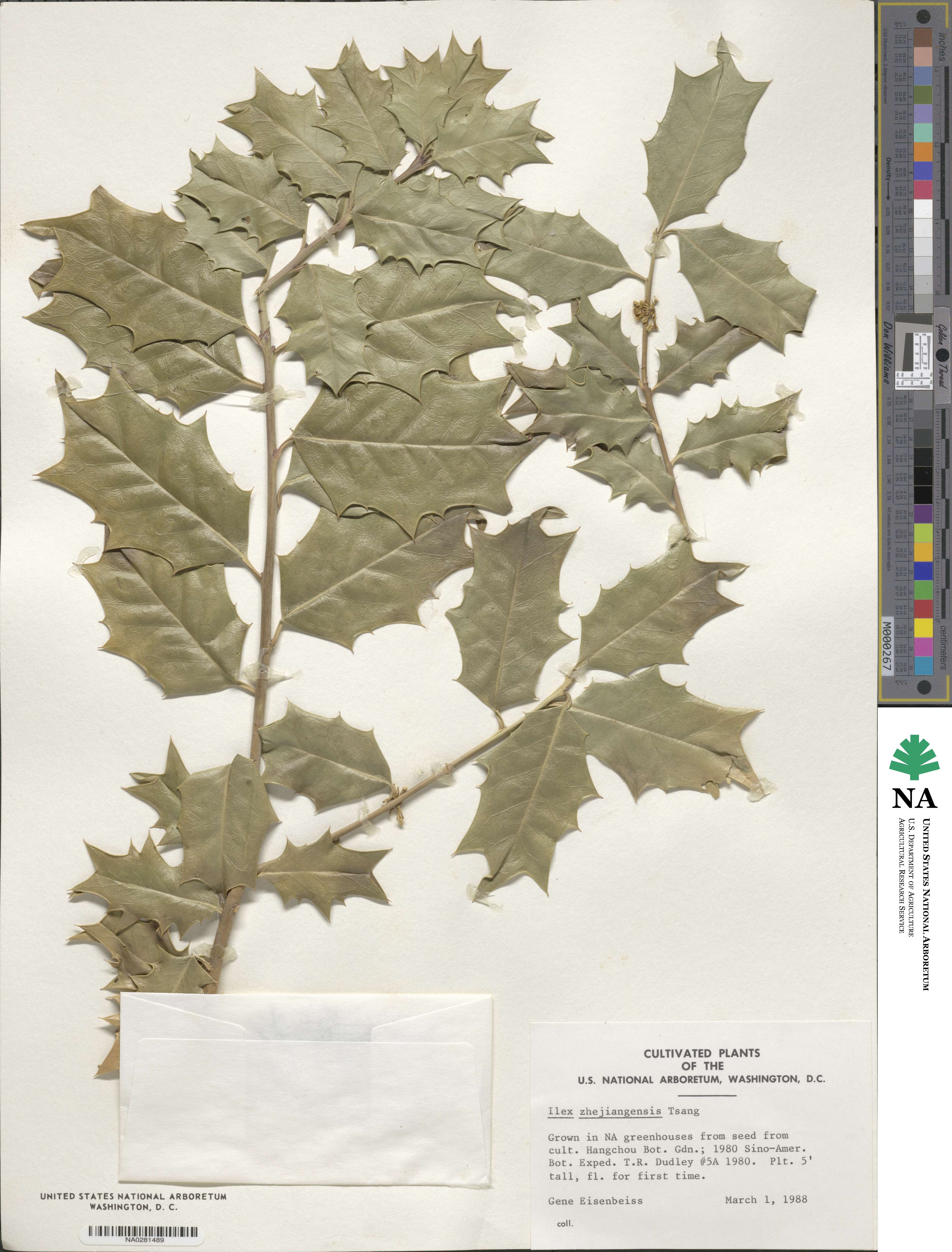 Ilex zhejiangensis image