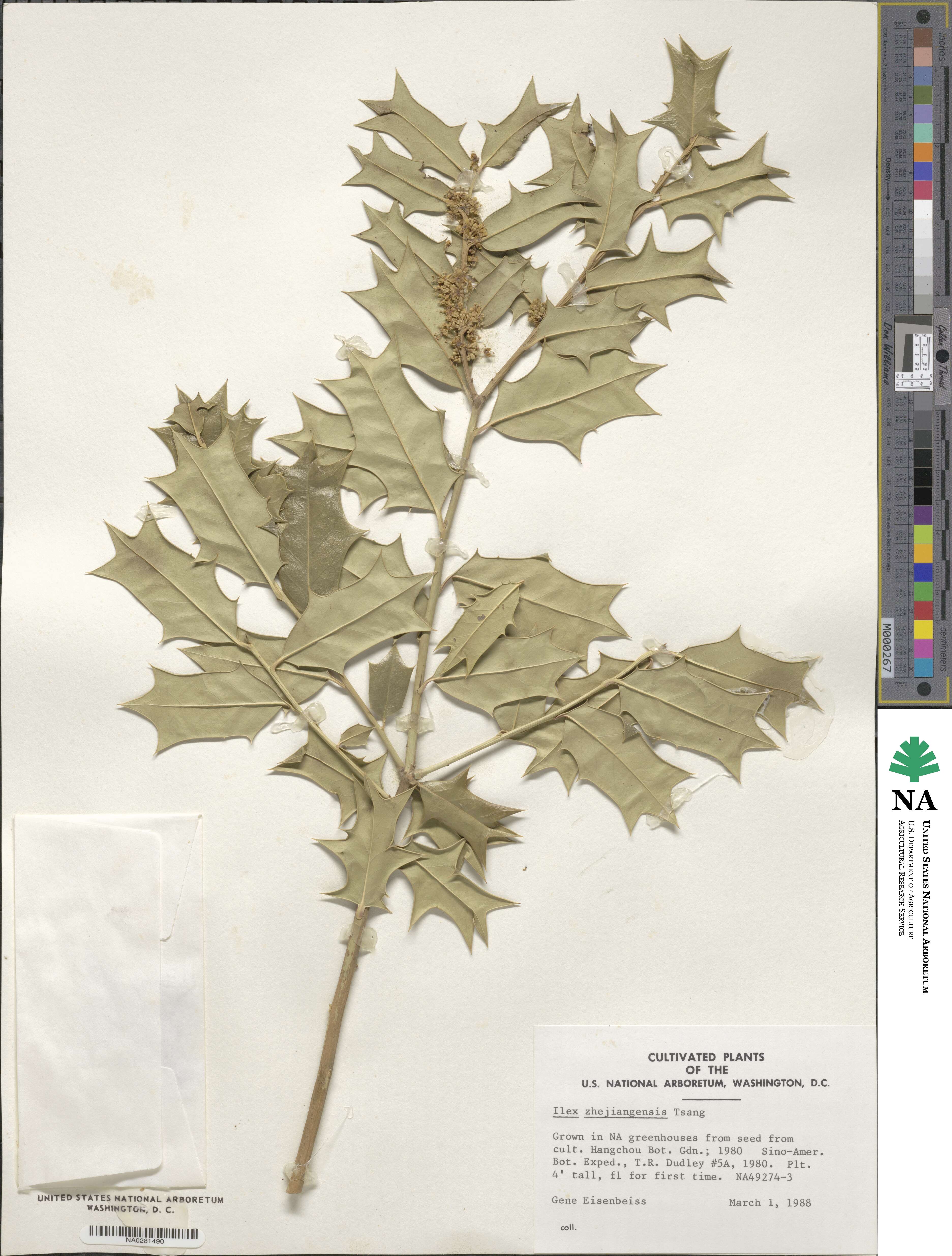 Ilex zhejiangensis image