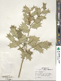 Ilex zhejiangensis image