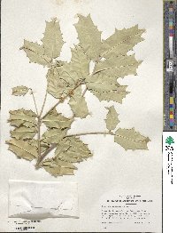 Ilex zhejiangensis image