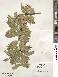 Ilex zhejiangensis image