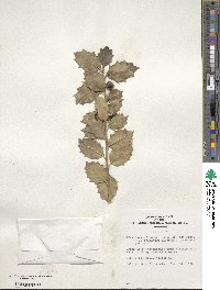 Image Associated With the Occurence