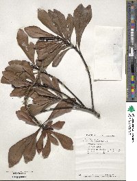 Phelline brachyphylla image