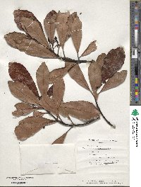 Phelline brachyphylla image