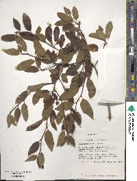 Ilex mucronata image