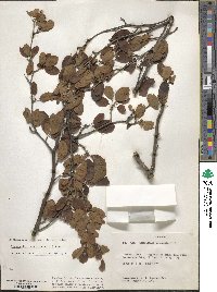 Ilex mucronata image