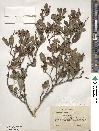 Ilex mucronata image