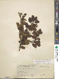 Ilex mucronata image