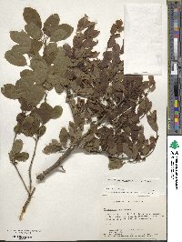 Ilex mucronata image