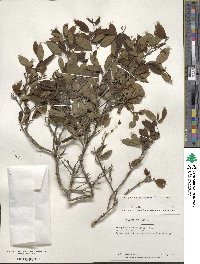 Ilex mucronata image