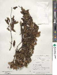 Ilex mucronata image