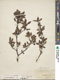 Ilex mucronata image