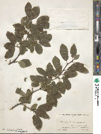 Ilex mucronata image