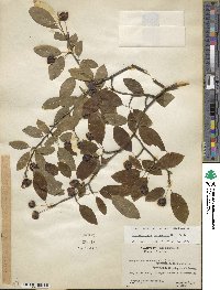 Ilex mucronata image