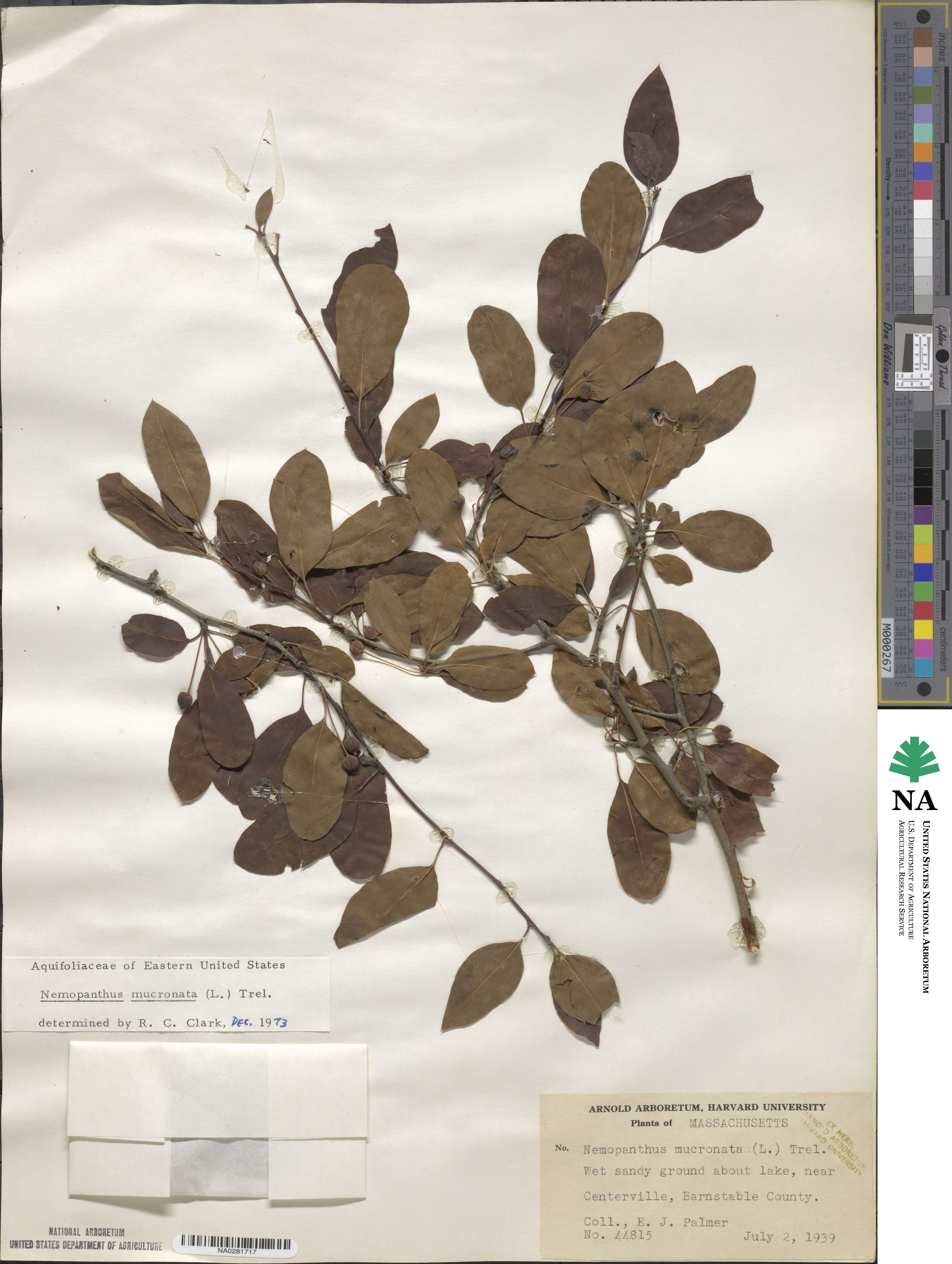 Ilex mucronata image