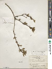 Ilex mucronata image