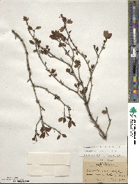 Ilex mucronata image