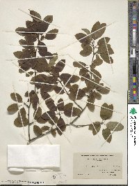 Ilex mucronata image