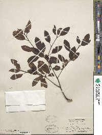 Ilex mucronata image