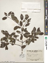 Ilex mucronata image