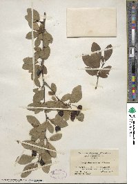 Ilex mucronata image