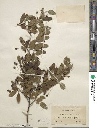 Ilex mucronata image