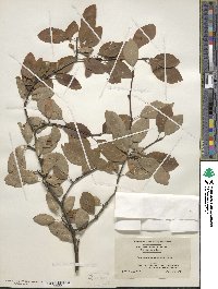 Ilex mucronata image