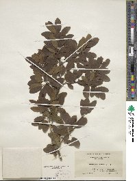 Ilex mucronata image