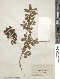 Ilex mucronata image