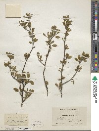 Ilex mucronata image