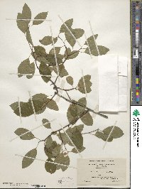 Ilex mucronata image